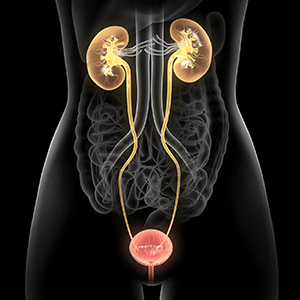 anterior view of bladder, and kidneys